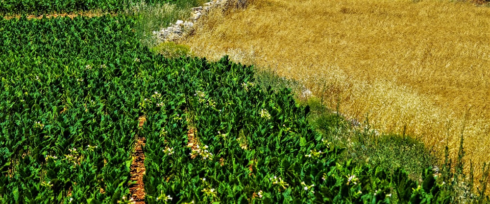 Hayvancılık ekipmanları